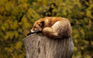 fox curled up and resting on a tree stump